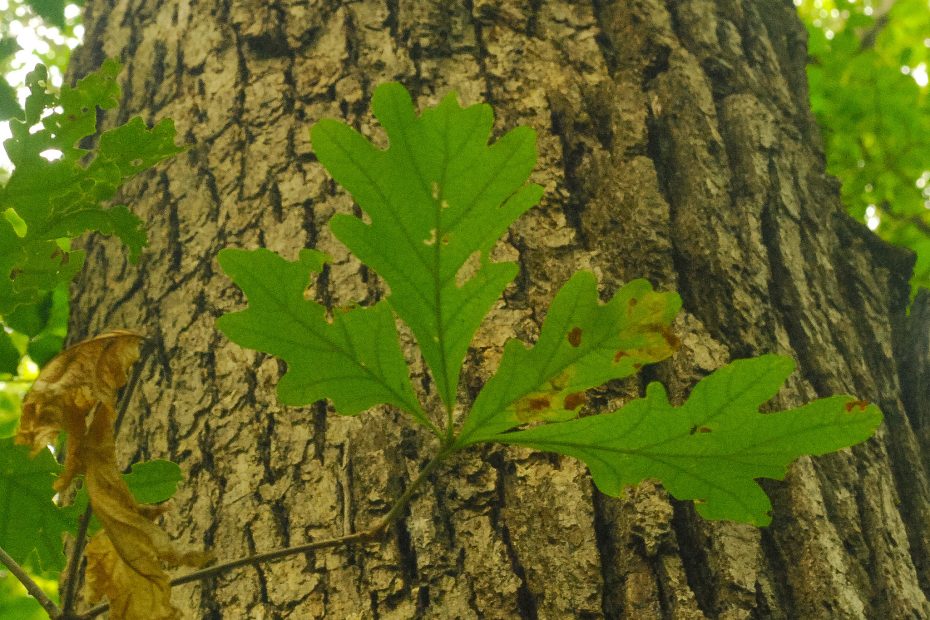 Flickr: Joshua Mayer