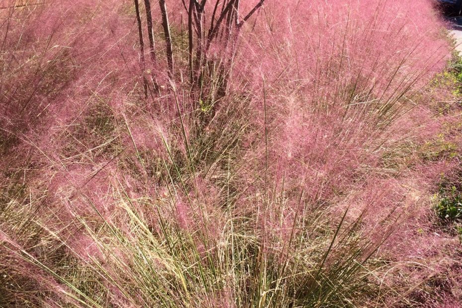 Pink muhly grass Photo: CATHY CALDWELL