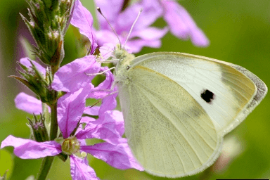 Imported cabbage worm adult, white body and off-white wings with a single black spot on each wing