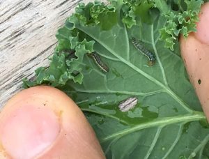 small blue-gray cross-striped cabbage worm larva on kale leaf
