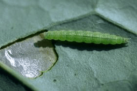 Windowpane damage from Diamond Back Moth larva