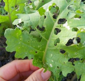 holes from maturing worms in a kale leaf