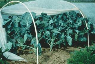 hoops supporting row cover over broccoli plants