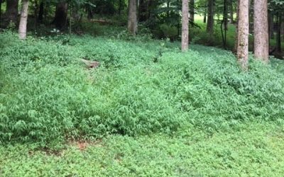 Invasives Watch