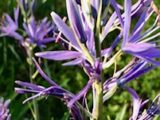 camassia by Cathy Caldwell