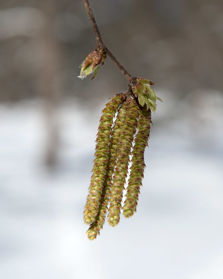 Consider a Hornbeam – Piedmont Master Gardeners