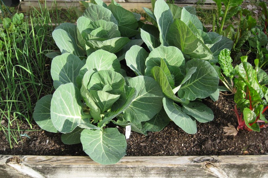 early season vegetables