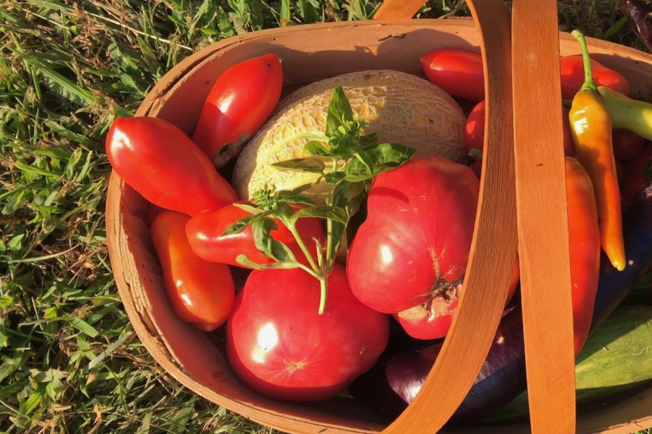 a basket of tomatoes
