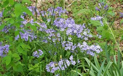 The Ornamental Garden in April