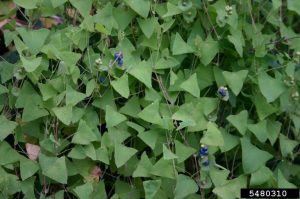 green vine with pointed leaves