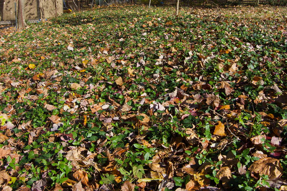 1600 sq. ft. covered mostly by English ivy, plus Virginia creeper, wisteria, and poison ivy