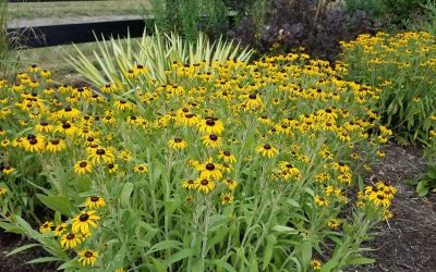 August in the Ornamental Garden