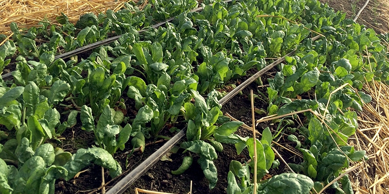 spinach plants in a row, with straw on each side