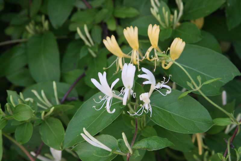 vine with yellow and white flowers