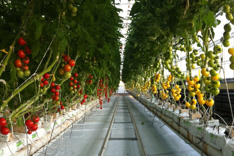 rows of tomato plants growing in a greenhouse, extending off into the distance