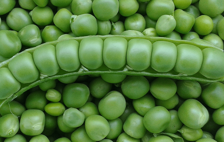 a pea pod, cut open to show the peas inside, on a background of more peas