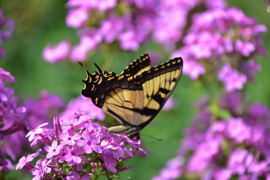 Phlox 'Jena' by Bernice Thieblot