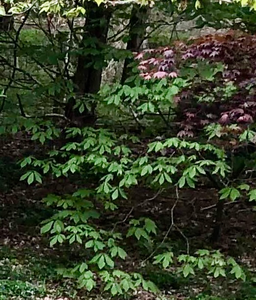bottlebrush buckeye photo: Cathy Caldwell