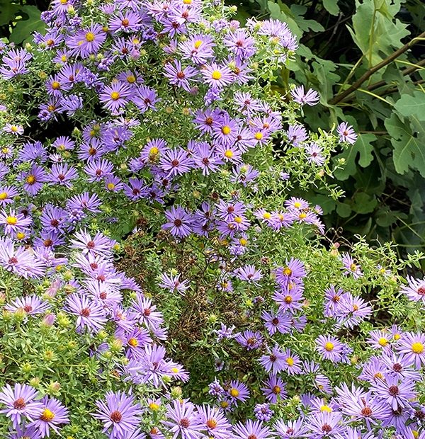 Photo by Fern Campbell, uploaded by Bill Sublette