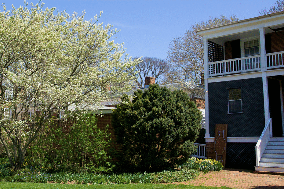 a dark blue building with a balcony and broad white stairs flanked by green boxwoods and descending to a small brick patio; to the left is a multistemmed flowering tree