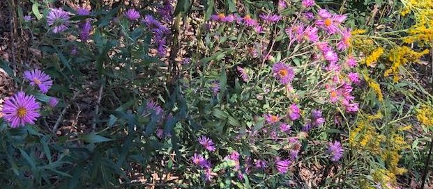 asters & goldenrod by Cathy Caldwell