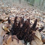 Winter husks