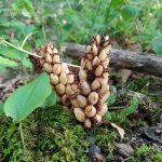 Bear corn fruit