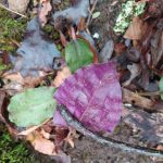 Purple underside of cranefly orchid