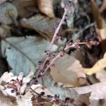 Winter beechdrops