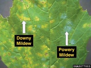 a cucumber leaf with both downy mildew (yellow patches) and powdery mildew (fluffy white patches)