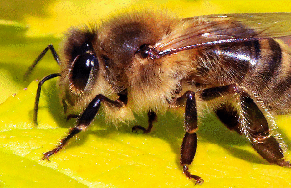 a European honeybee sitting on a yellow leaf