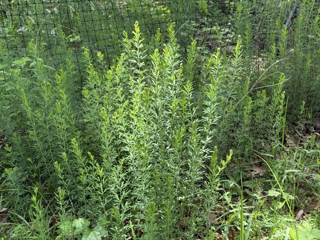 Tall, thin plant with narrow leaves