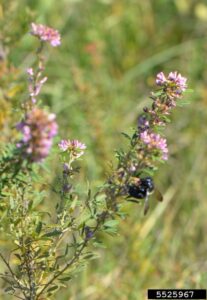 Pink flowers on slender stems
