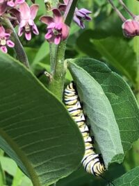 milkweed flower with monarch caterpillar by Cathy Caldwell