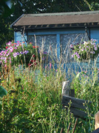 A blue shed with a dilapidated brown roof. Baskets of purple and pink flowers are hanging from the eaves. Tall grasses are in front. photo https://www.flickr.com/photos/futurilla/9415466823/ by Futurilla https://www.flickr.com/photos/futurilla/ CC BY 2.0
