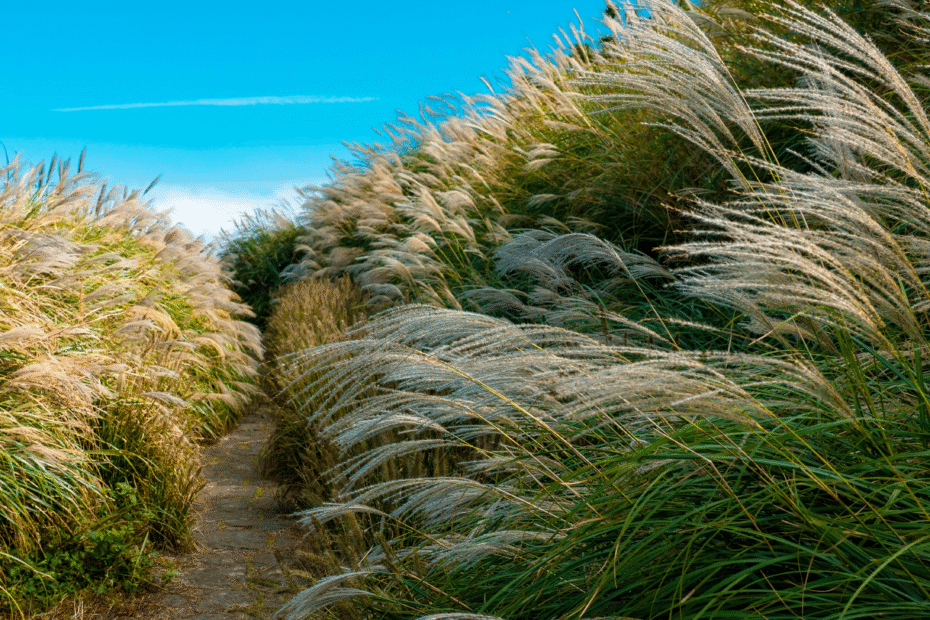 image (cropped): https://www.pexels.com/@jimmy-liao-3615017/