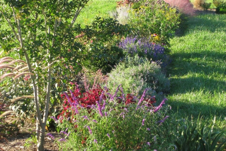 Pat Chadwick's ornamental garden in September