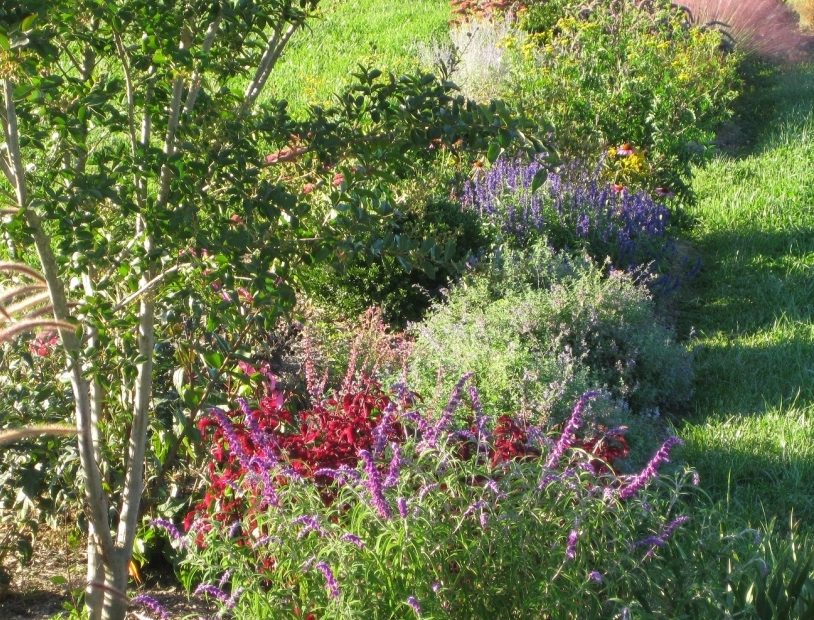 Pat Chadwick's ornamental garden in September
