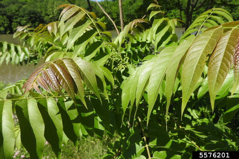 ailanthus from Bugwood.org