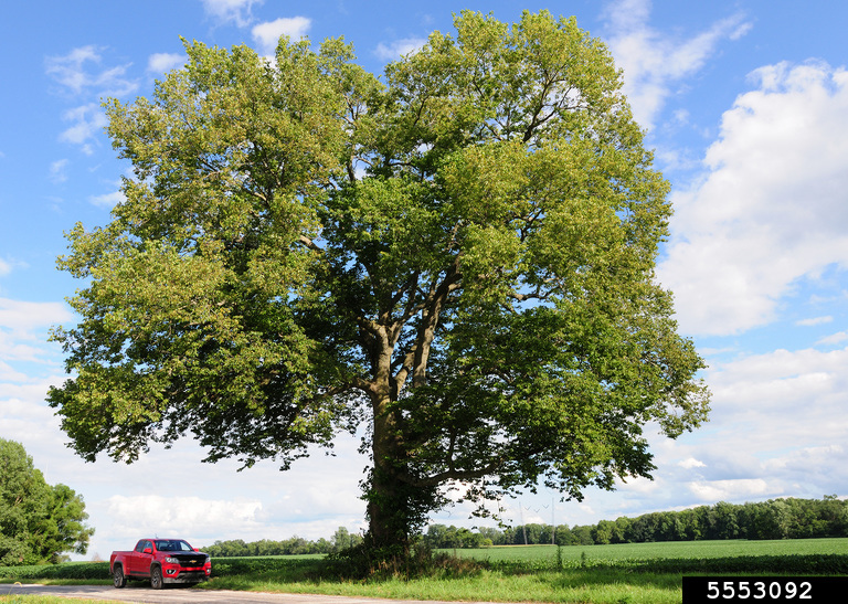 common hackberry by Vern Wilkins, Indiana U. Bugwood.org