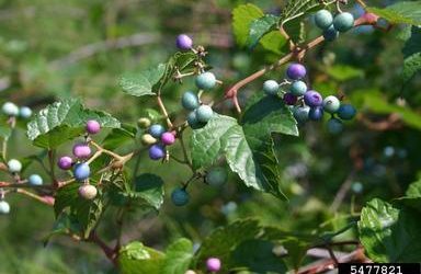 Invasives Watch