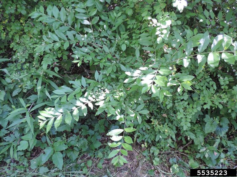 Chinese privet photo by Richard Garner, Bugwood.org
