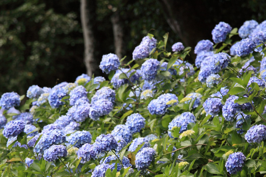 a bunch of blue hydrangea flowers in front of a couple of tree trunks with dark green leaves in the background. Image: TANAKA Juuyoh (田中十洋). CC BY 2.0 (cropped)
