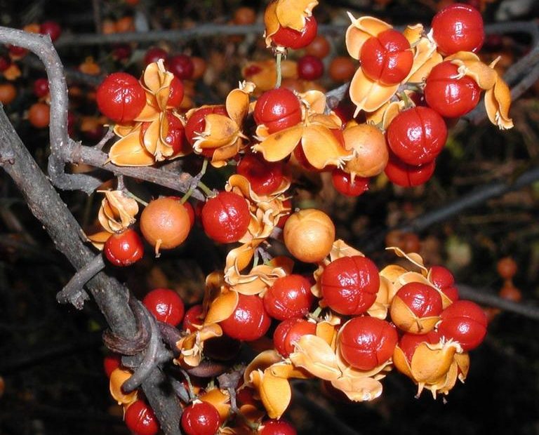 Photo by Leslie J. Mehrhoff, U. of Conn. Bugwood.org