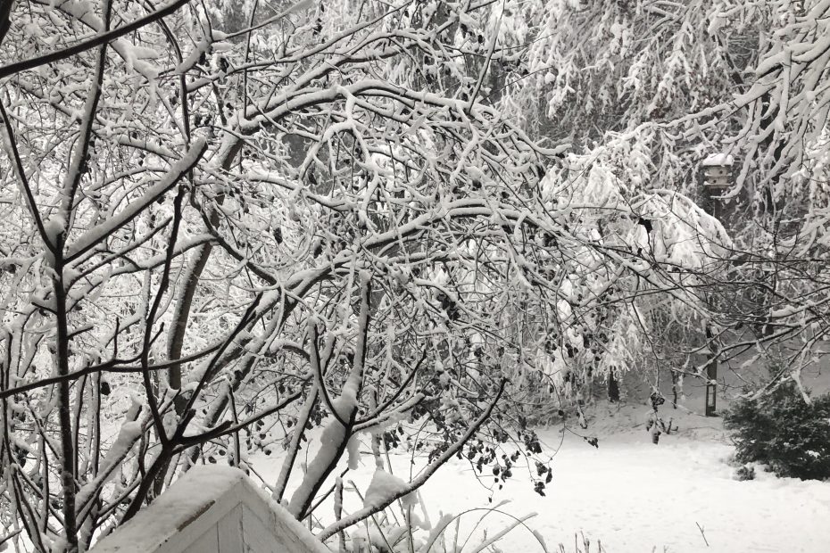 January 2022 winter garden, photo by Cathy Caldwell