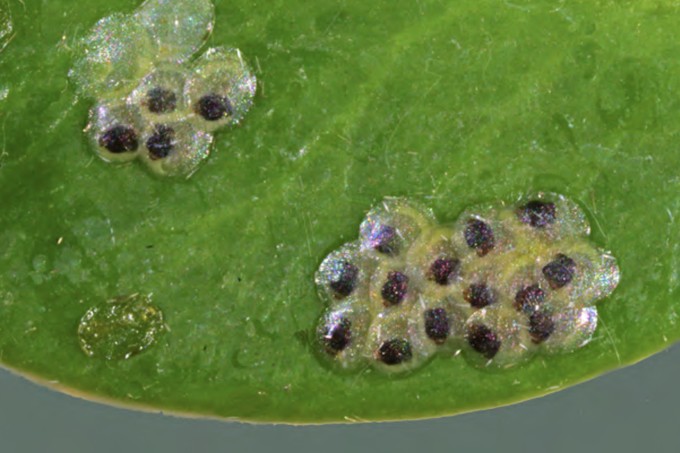 Box tree moth: a new invasive pest of boxwoods in Virginia – Piedmont ...