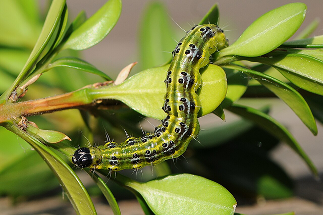 Raupe_des_Buchsbaumzünsler,_Cydalima_perspectalis_11_crop a green caterpillar with a black head and black and yellow stripes down its back, crawling across green boxwood leaves