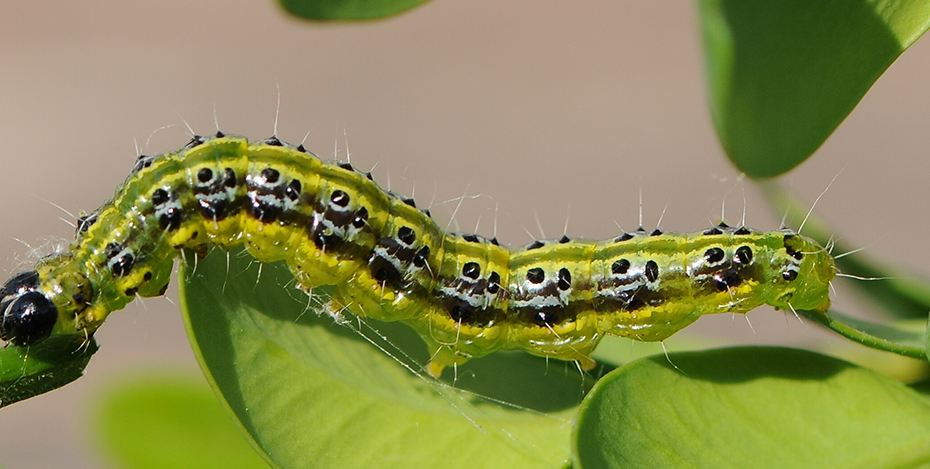 a green caterpillar with a black head and black and yellow stripes down its back crawls across some green boxwood leaves. Photo: böhringer friedrich, https://commons.wikimedia.org/wiki/File:Raupe_des_Buchsbaumz%C3%BCnsler,_Cydalima_perspectalis_32.JPG. CC BY-SA 2.5