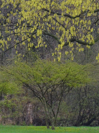 Shed on a lawn next to a tree in April. Photo: https://www.flickr.com/photos/joeross/49051345873/ CC BY-SA 2.0 (cropped, colors modified, sharpened).