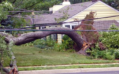 The Storm Before the Calm:  Preparing an Ornamental Garden for Construction